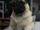 chiot carlin mâle disponible