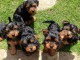 chiots yorkshire male et femelle 