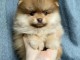 Chiots spitz nain a réserver 