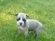 Chiot Américan Staffordshire Terrier à donner