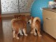 Adorable chiots shiba inu disponible pour adoption