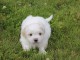  donner chiot Coton de Tuléar Femelle