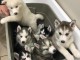 Je donne mes Husky sibérien contre bon soin 