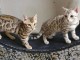 Nos chatons Bnegal disponibles