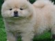 Adorable chiot Akita Inu a donner