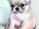 Magnifique  chiot Chihuahua  à donner 