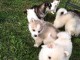 Urgent  aidez moi à trouver une bonne famille pour mes chiots, 
