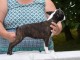 Chiot Boston Terrier LOF a donner