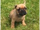 Magnifique chiots bouledougue Français a adopter