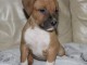 Chiot Américan Staffordshire Terrier à donner