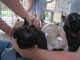 Chiots bouledogues français disponibles