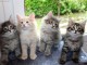 Adorables Chatons Norvégiens Pure Race