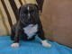 A donner chiot femelle Staffordshire Bull Terrier