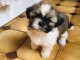 Disponible de chiot Shih Tzu trois mois