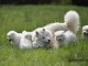 Magnifiques Chiots Samoyède Pure Race