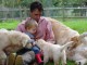 Magnifiques Chiots Golden Retriever Pure Race