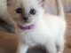 adorable chatons sacre de birmanie