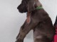 Chiots Dogue Allemand Bleu