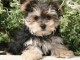 Recherche chiots MORKIE (bichon croisé yorkshire) 