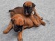 Adorables chiots boxer lof à réserver