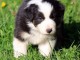 chiot berger australiens a donner