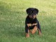 A donner chiot rottweiler