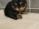 Chiot  SPITZ, 3 mois, mâle charmant a donner