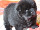Magnifiques chiots chow chow femelle à donner
