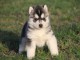 A donner magnifique chiot husky siberian femelle bien jolie