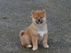Adorables bébés shiba inu
