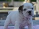Donnes chiot bulldog anglais femelle et mâle vaccinée