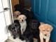 Chiots goldens retrievers