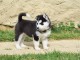A donné chiot sibérien husky au yeux bleu
