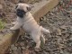 Adoptez chiot carlin femelle affectueuse