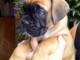 Je donnes chiot boxer femelle