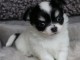 Donnez une belle chihuahua femelle non lof