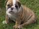 Magnifique et adorable chiot bulldog anglais 