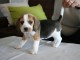 chiot beagle trois moi