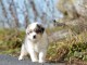 chiot berger australien  a donner