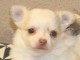 Je cèdes chiot chihuahua femelle creme