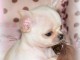 Donner chiot bébés chihuahua femelle