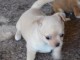 A donner chihuahua femelle non lof