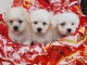 magnifiques chiots Bichon havanais de trois mois donner.,