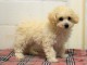 chiot bichon maltais trois mois