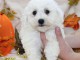 Excellent chiot femelle bichon frisé 3 mois a donner