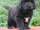 chiot terre neuve trois