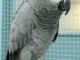 Mignon Bébé Gris du Gabon élevés