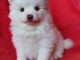 À donner chiot spitz pomeranien femelle blanche