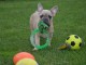 Je donne chiot bouledogue français femelle lof