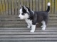 Superbes chiots husky femelle et mâle disponible